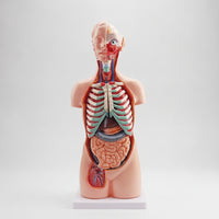 Human Physiological Model 85 Cm Physiological Model with Base Educational for Educators, Teachers, Classroom, Biology Lab, School