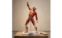 Tendon-Style Detailing Full-Body Muscle Model 50 Cm Human Muscle Anatomy Model Rectangular Base Teaching Aid Vertical Support Rod for Classroom
