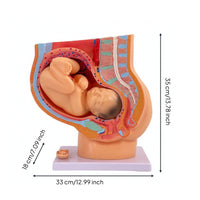Uterus Model with Fetus Mounted Structural Gestation Model Realistic for Teachers
