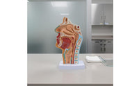 Highly Realistic Human Head Sagittal Section Model Numbered Parts Oral Pharynx Larynx Model Odorless PVC Material for Teachers, Classroom