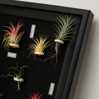 Hanging Plant Frame, Black Tillandsia Holder, Square MDF Plant Frame, Retro Wall Decor for Office & Bedroom