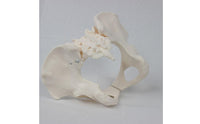 Female Pelvis Model with Sacrum Life-Size Pelvis Skeleton Model for Medical Students, Classroom