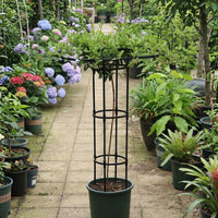 Garden Trellis for Outdoor Plants, Umbrella Garden Obelisk for Potted Plants, 210cm Tall Plant Supports for Climbing Vines, Garden Decoration