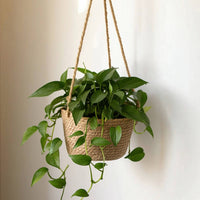 Braided Hanging Planter Basket with Plastic Liner Natural Hanging Planter with Liner Rustic Decorative for Balcony, Window