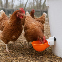 Automatic Poultry Waterer Drinking Bowl for Chickens Ducks Geese