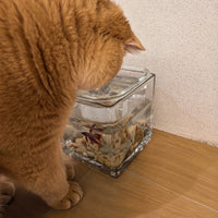 鱼缸式猫碗猫咪骗水神器狗狗高脚水碗保护颈椎不易打翻2025年新款 雪山鱼缸【时尚可爱】