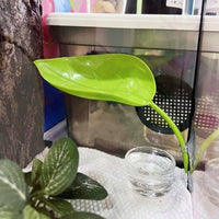 2 Pack Suction Cup Leaf Basking Perch for Geckos and Tree Frogs, Water-Resistant Climbing Surface, Smooth Hide for Glass Enclosure