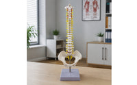 Spine Model with Spinal Nerves Detailed Spine Model with Sacrum Detailed for Professional Study Area