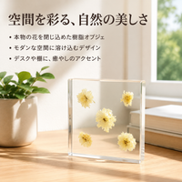 High Transparency Display Block, Plant Interior Cube for Photography