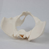Female Pelvis Model with Sacrum Life-Size Pelvis Skeleton Model for Medical Students, Classroom