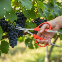 Fruit Thinning Shears Reduces Hand Strain Fruit Scissors with Clamp Tweezer Scissors Lightweight Design Garden Pruner