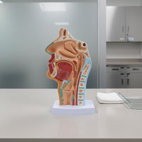 Highly Realistic Human Head Sagittal Section Model Numbered Parts Oral Pharynx Larynx Model Odorless PVC Material for Teachers, Classroom