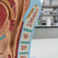 Highly Realistic Human Head Sagittal Section Model Numbered Parts Oral Pharynx Larynx Model Odorless PVC Material for Teachers, Classroom