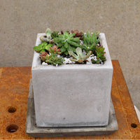 Nordic Style Square Cement Planter for Indoor Outdoor Plants