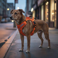 Reflective Dog Vest Harness Lightweight 2-in-1 Dog Harness Leash Get Loose-Resistant for Outdoor