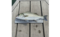 Easy to Install Catch Ruler with Adhesive Backing EVA Foam Catch Ruler Waterproof Large Numbers for Fishermen, Anglers, Boats, Kayaks