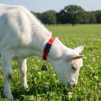 12 Pieces Anti-Lost Goat Collar with Bell Easy Tracking Adjustable Livestock Collar Set Sturdy Material for Farmers