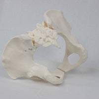 Female Pelvis Model with Sacrum Life-Size Pelvis Skeleton Model for Medical Students, Classroom