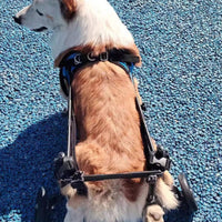 Breathable Dog Assistance Vest Adjustable Dog Support Vest Long-Lasting Mobility Harness Stable for Elderly Dogs, Disabled Pets
