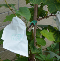 White All-Wood Pulp Grape Protection Bags - Sunscreen, Waterproof, Insect and Bird Proof Paper Bags for Grapes