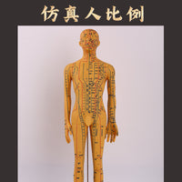 Acupuncture Point Human Body Model with Meridians for Teaching