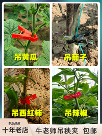 大棚黄瓜夹吊秧夹子吊蔓夹绑蔓夹吊蔓绳果园艺加厚抗老化爬藤蔬菜 2.0黑色加厚抗氧化500个