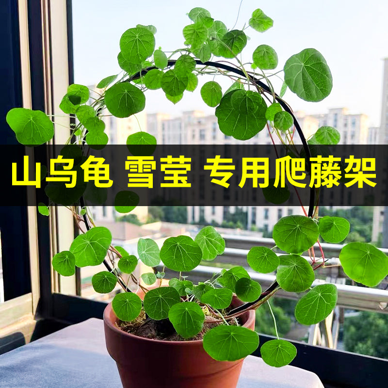 山乌龟盆景专用爬藤架子花支架月季铁线莲龟甲龙爬藤类植物花架子