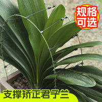矫正花架君子兰专用定型矫正固定防长偏调整叶子间距