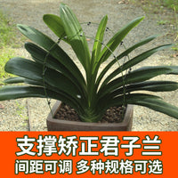矫正花架君子兰专用定型矫正固定防长偏调整叶子间距