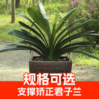 矫正花架君子兰专用定型矫正固定防长偏调整叶子间距