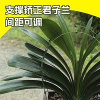 矫正花架君子兰专用定型矫正固定防长偏调整叶子间距