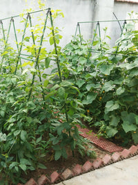 爬藤架种菜架子园艺花架花园阳台花爬架植物豆角黄瓜架葡萄架户外 16粗 长150*高180 5横8竖（送爬藤网） 中等