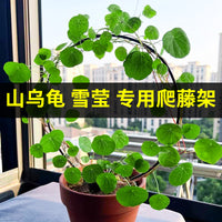 山乌龟盆景专用爬藤架子花支架月季铁线莲龟甲龙爬藤类植物花架子