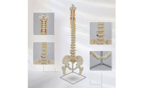 Human Skeleton Model with Stand Detailed Structural Skeleton with Nerves Scientifically Accurate Spine Model for Chiropractors, Teachers