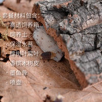 鼠妇饲养盒饲养箱西瓜虫饲养盒鼠妇生态缸鼠妇饲养套餐西瓜虫饲养