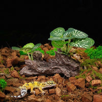 U-Shaped Driftwood Aquatic Tank Plants, Climbing Reptile Enclosure Decor with Round Leaves, Snake Accessories for Vivarium and Small Terrariums