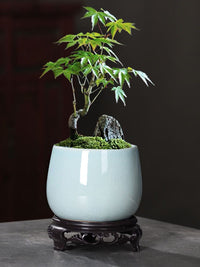 特价陶瓷古韵小型花盆盆景创意文竹简约绿萝兰花菖蒲多肉盆栽带托