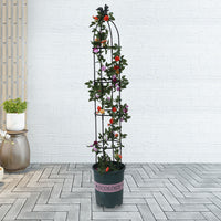 Garden Rose Vine Climbing Trellis Plant Support for Clematis Wisteria Balcony European Style