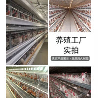Commercial Layer Chicken Cage for Poultry Farm - Tiered Design for Efficient Egg Production - Export Quality