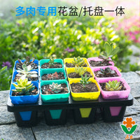 Colorful Succulent Plant Plastic Flower Pots Nursery Pots Small Square Pots with Trays