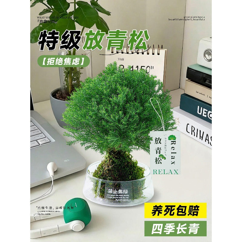 Misty Moss Ball Desktop Plant for Office & Workspace, Relaxing Greenery Decoration