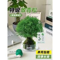 Misty Moss Ball Desktop Plant for Office & Workspace, Relaxing Greenery Decoration