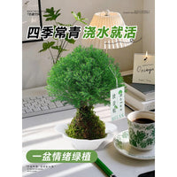 Misty Moss Ball Desktop Plant for Office & Workspace, Relaxing Greenery Decoration