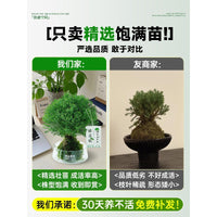 Misty Moss Ball Desktop Plant for Office & Workspace, Relaxing Greenery Decoration