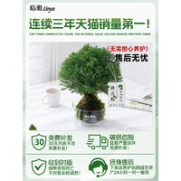 Misty Moss Ball Desktop Plant for Office & Workspace, Relaxing Greenery Decoration