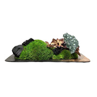 New Chinese Style Modern Preserved Moss Floral Arrangement Ornament Bonsai Micro Landscape for Showroom Restaurant Decor