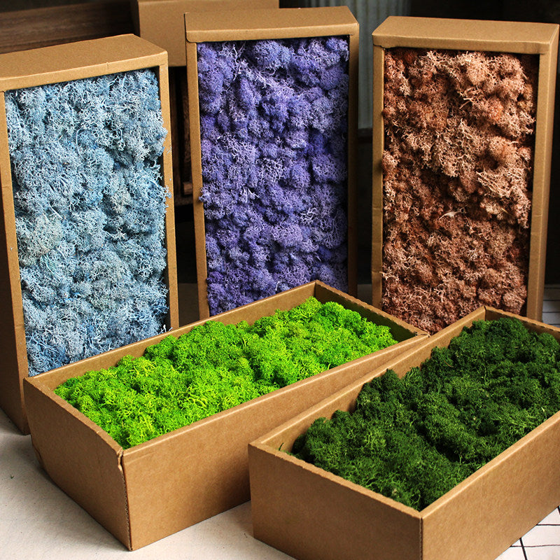 Preserved Moss Dried Flowers Real Green Plant Wall DIY Craft Material Pack A-Grade Reindeer Moss