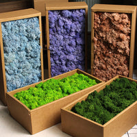 Preserved Moss Dried Flowers Real Green Plant Wall DIY Craft Material Pack A-Grade Reindeer Moss