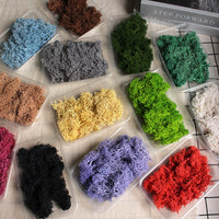 Preserved Moss Dried Flowers Real Green Plant Wall DIY Craft Material Pack A-Grade Reindeer Moss