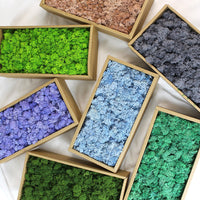 Preserved Moss Dried Flowers Real Green Plant Wall DIY Craft Material Pack A-Grade Reindeer Moss
